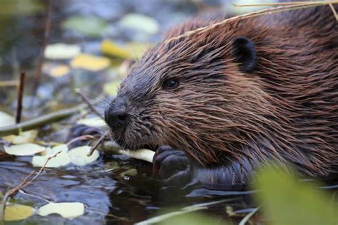 Most beavers do not reproduce until they are three years of age, but about 20% of two-year-old females reproduce. Diet. European beavers are herbivorous, eating "water and river bank plants", including tubers, "rootstocks of myrtles, cattails, water lilies", and also trees, including softwood tree bark. Their long appendices and the microorganisms within …